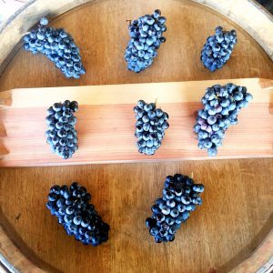 how to make wine - pinotage - winemaking - musto wine grape