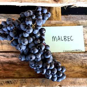 chilean malbec - how to make wine - how to make malbec - winemaking - winemaker - musto wine grape