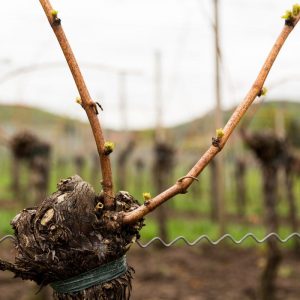 pruning grape vines - how to grow grapes - winemaking - backyard vineyard - musto wine grape co - home vineyard