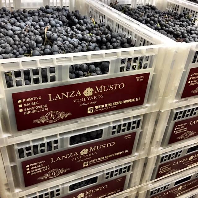 lanza-musto vineyards-wine grapes-winemaking-winemaking instructions-how to make wine-winemaking grapes-musto wine grape