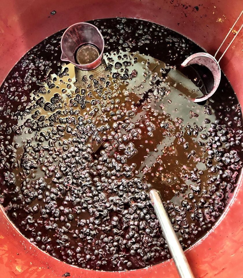 winemaking-wine must-how to make wine-winemaking instructions-musto wine grape