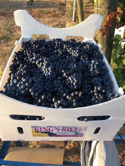 kings river ranch-wine grapes-musto wine grape-winemaking-home winemaking-how to make wine-winemaking instructions-grapes for winemaking