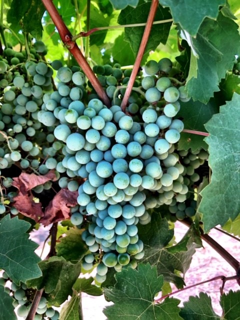 kings river ranch-wine grapes-musto wine grape-winemaking-home winemaking-how to make wine-winemaking instructions-grapes for winemaking