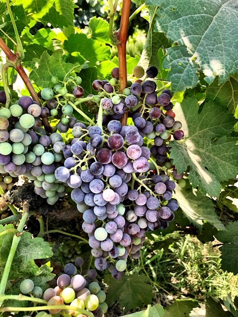 kings river ranch-wine grapes-musto wine grape-winemaking-home winemaking-how to make wine-winemaking instructions-grapes for winemaking
