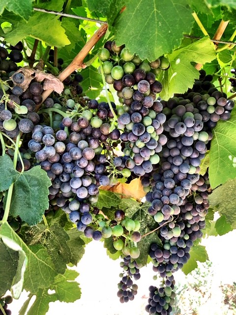 kings river ranch-wine grapes-musto wine grape-winemaking-home winemaking-how to make wine-winemaking instructions-grapes for winemaking