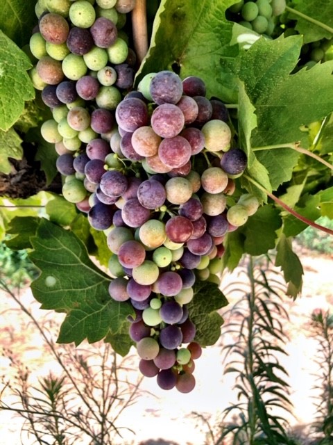 kings river ranch-wine grapes-musto wine grape-winemaking-home winemaking-how to make wine-winemaking instructions-grapes for winemaking