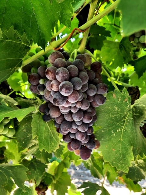 king's river ranch-wine grapes-musto wine grape-winemaking-home winemaking-how to make wine-winemaking instructions-grapes for winemaking