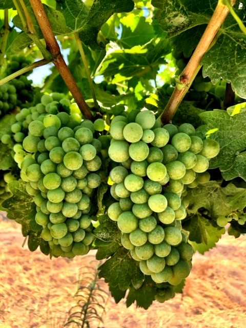 kings river ranch-wine grapes-musto wine grape-winemaking-home winemaking-how to make wine-winemaking instructions-grapes for winemaking