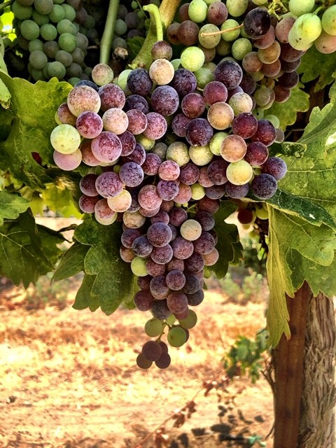 kings river ranch-wine grapes-musto wine grape-winemaking-home winemaking-how to make wine-winemaking instructions-grapes for winemaking