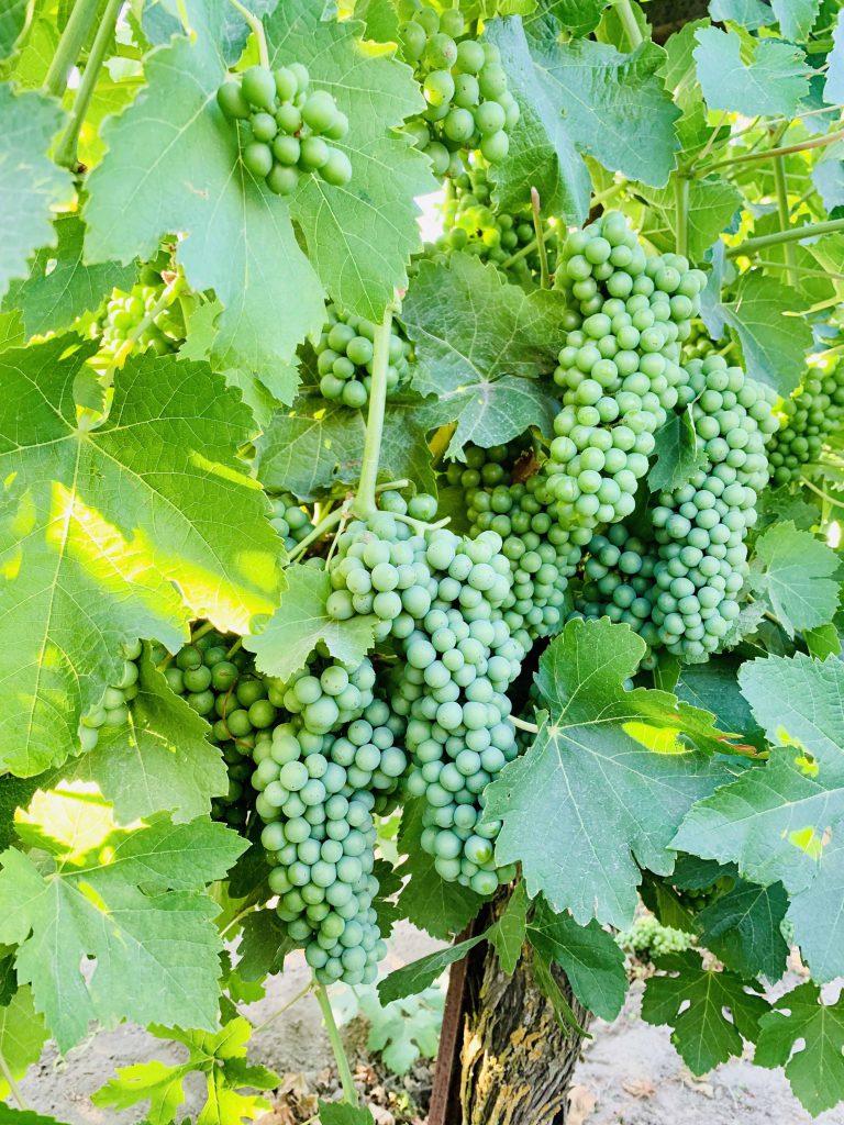 Mettler Ranch_Grenache_Musto Wine Grape_Winemaking Instructions_How to make wine