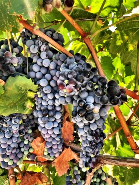 king's river ranch-wine grapes-musto wine grape-winemaking-home winemaking-how to make wine-winemaking instructions-grapes for winemaking