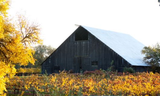 Mettler family-wine grapes-lodi-winemaking-winemaking instructions-how to make wine-musto wine grape