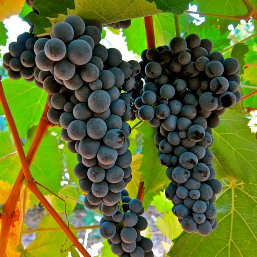 wine grapes