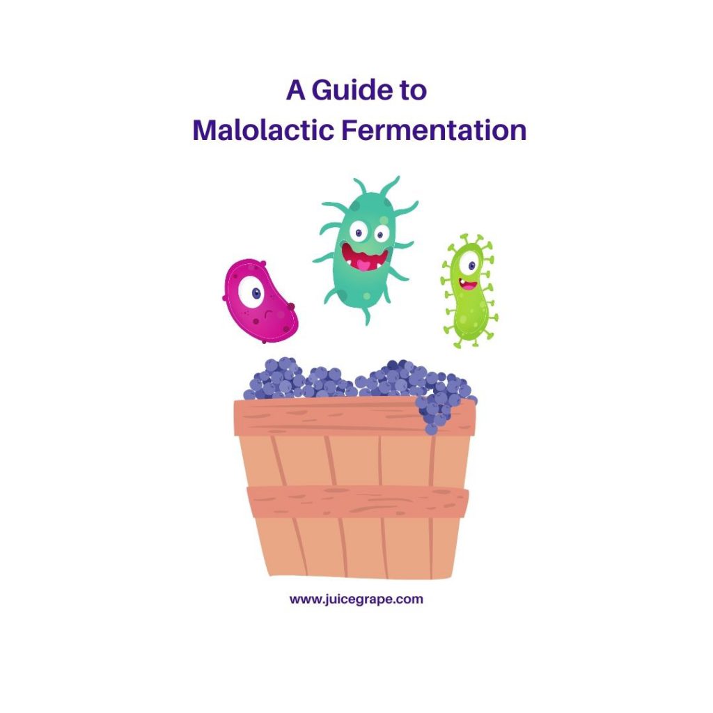 A Guide to Malolactic Fermentation