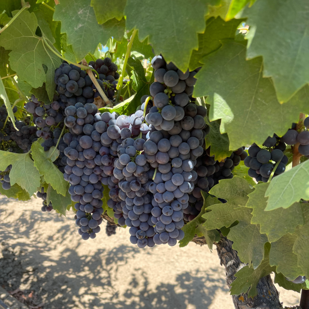 old vine primitivo_lodi rules_musto wine grape