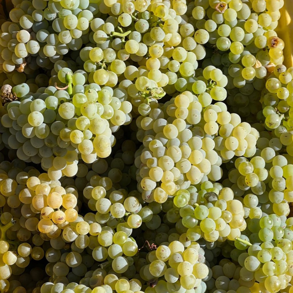 grenahce blanc-winemaking-home winemaking-musto wine grape co
