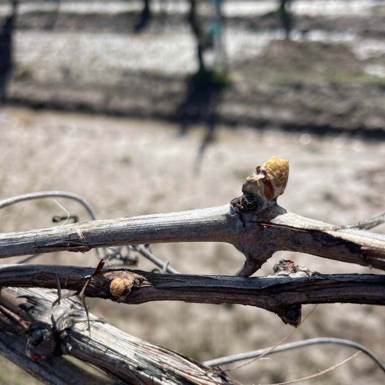 What is Bud Break? Happy First Day of Spring Winemakers!Musto Wine