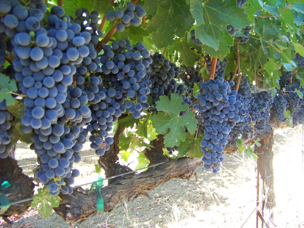 lanza-musto-vineyards-winemaking