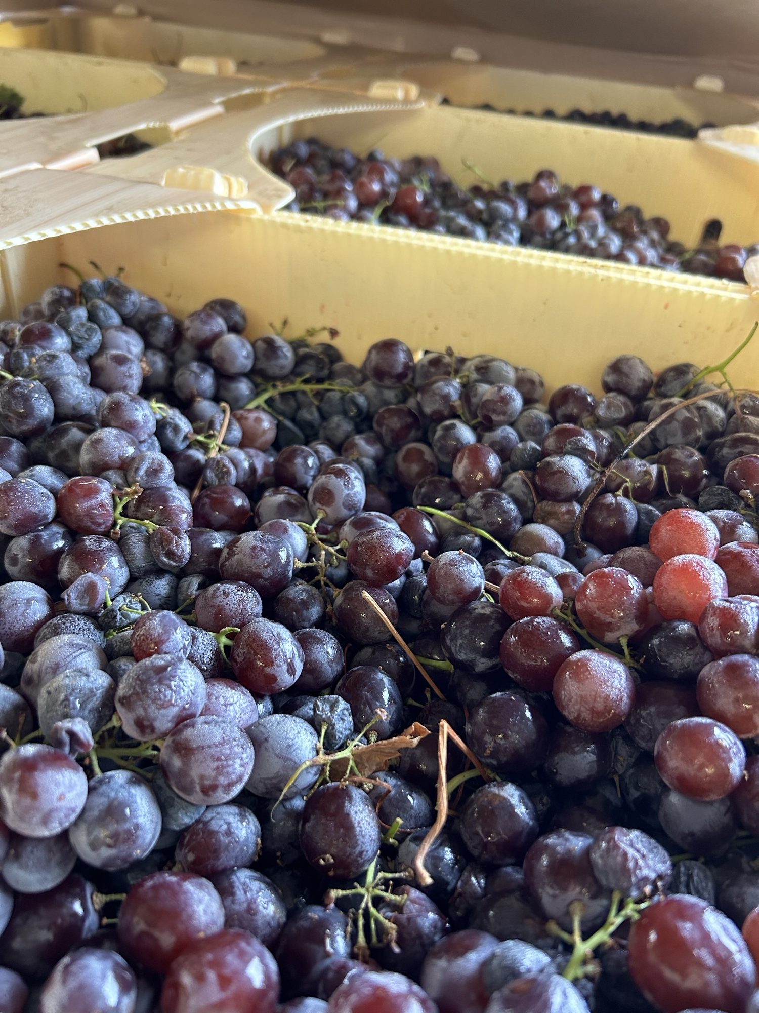 🍇🍷 Exciting News! The Black Muscat Wine Grapes Have Arrived! 🍇🍷Musto